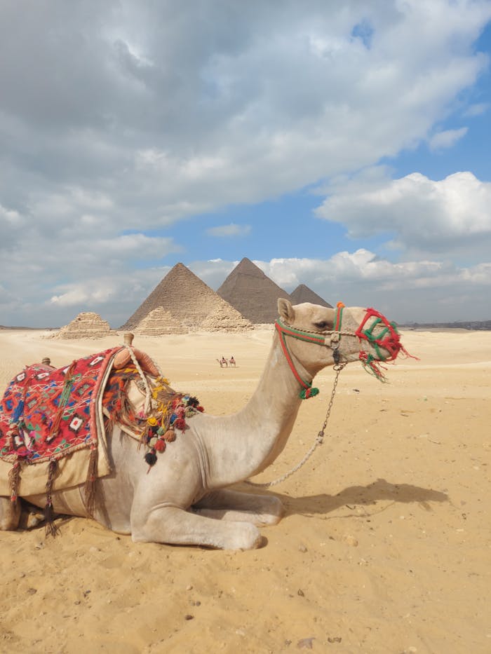 hero-img-02 A decorated camel resting in the desert near the iconic Pyramids of Giza.