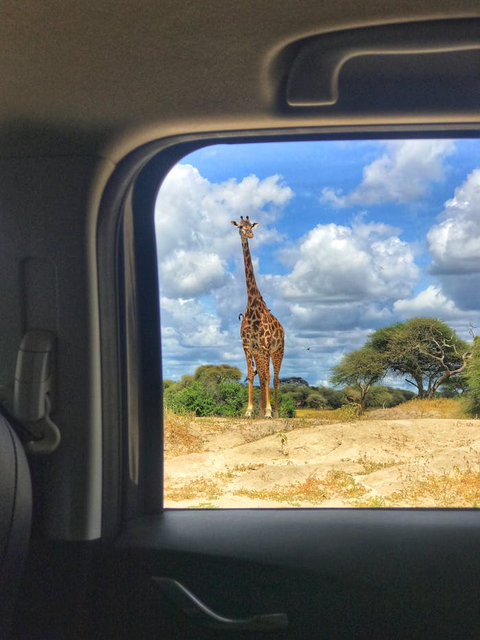 services-01 Giraffe view through car window on African savanna with cloudy sky.