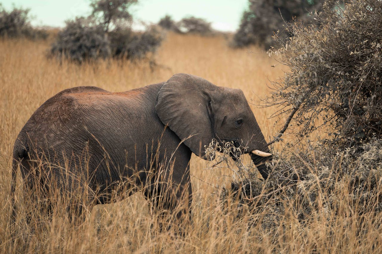 why-choose-us Majestic African elephant grazing in Uganda's wilderness.