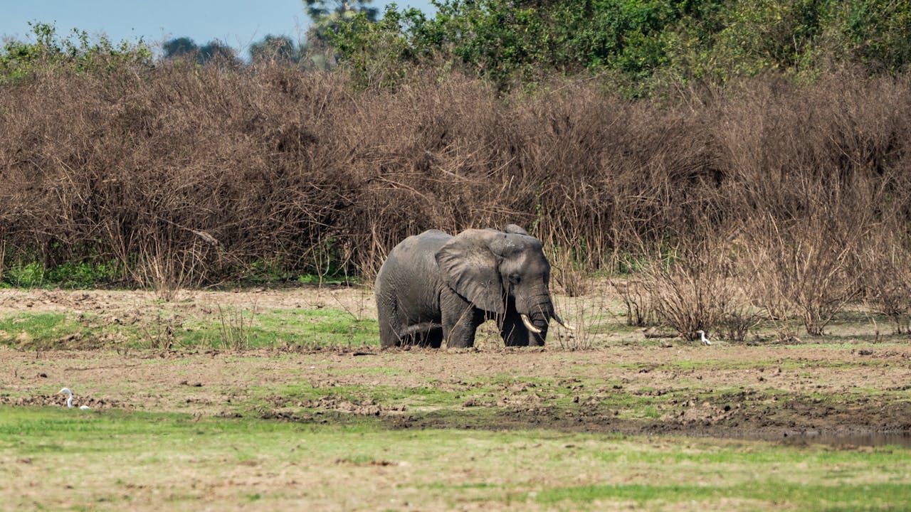 gallery-1 African elephant roaming in the wild landscape of Tanzania.
